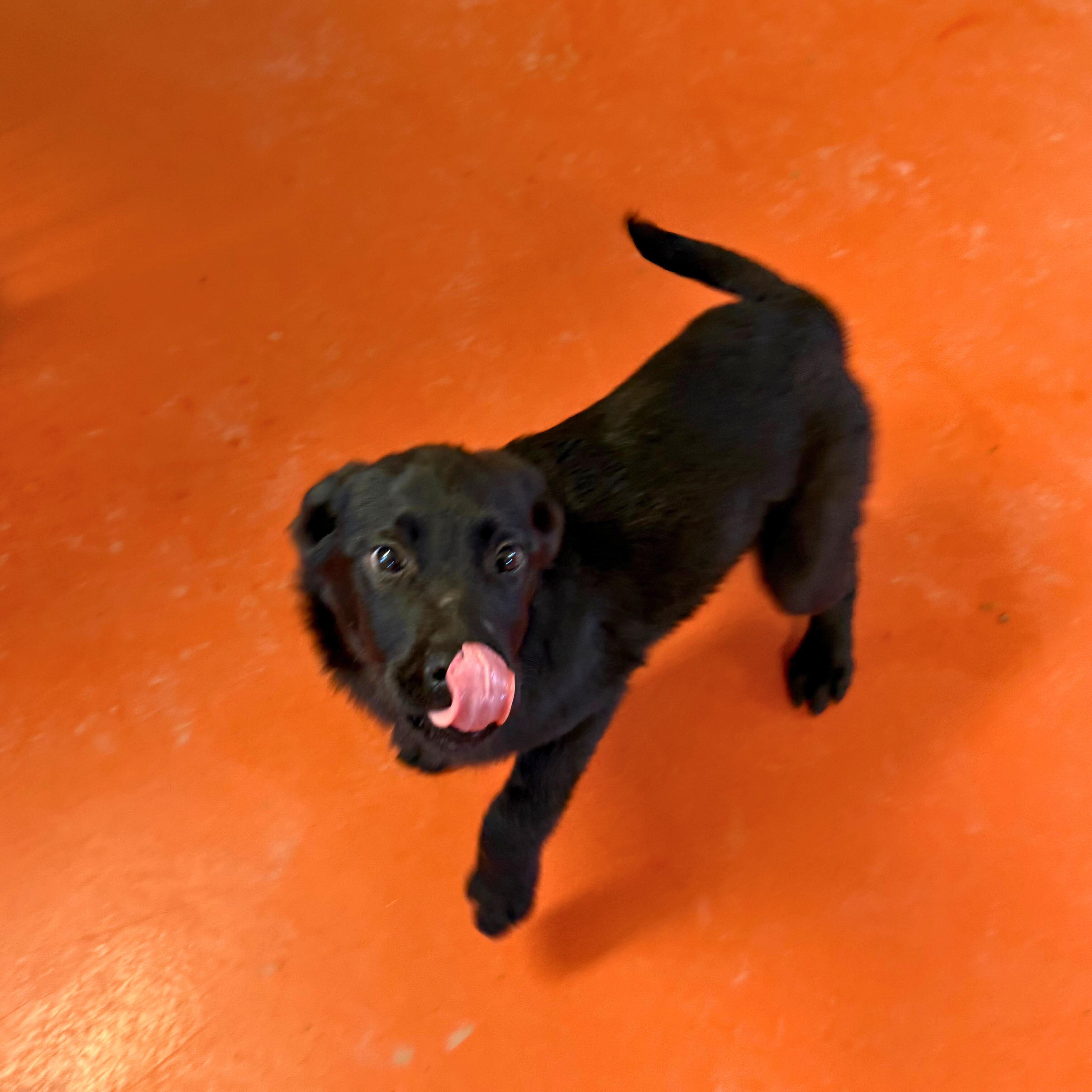 Stormy, an adopted mixed breed in Ridgway, CO image 4/5