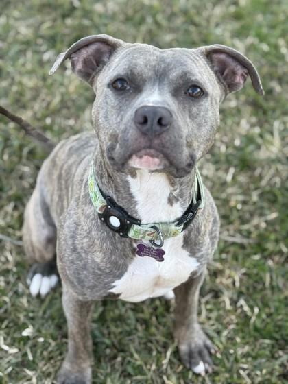 Enlarge Kodiak (in Foster), a Adoptable mixed breed in New Orleans, LA image 1/3