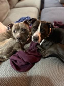 Enlarge Kodiak (in Foster), a Adoptable mixed breed in New Orleans, LA image 2/3