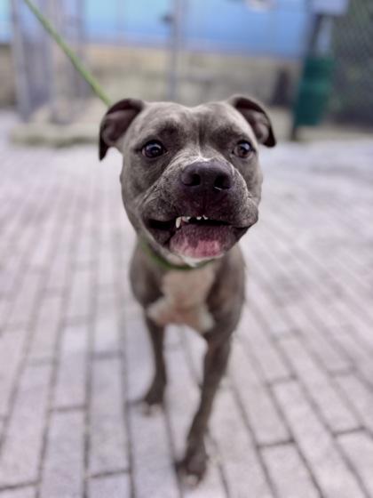 Enlarge Kodiak (in Foster), a Adoptable mixed breed in New Orleans, LA image 3/3