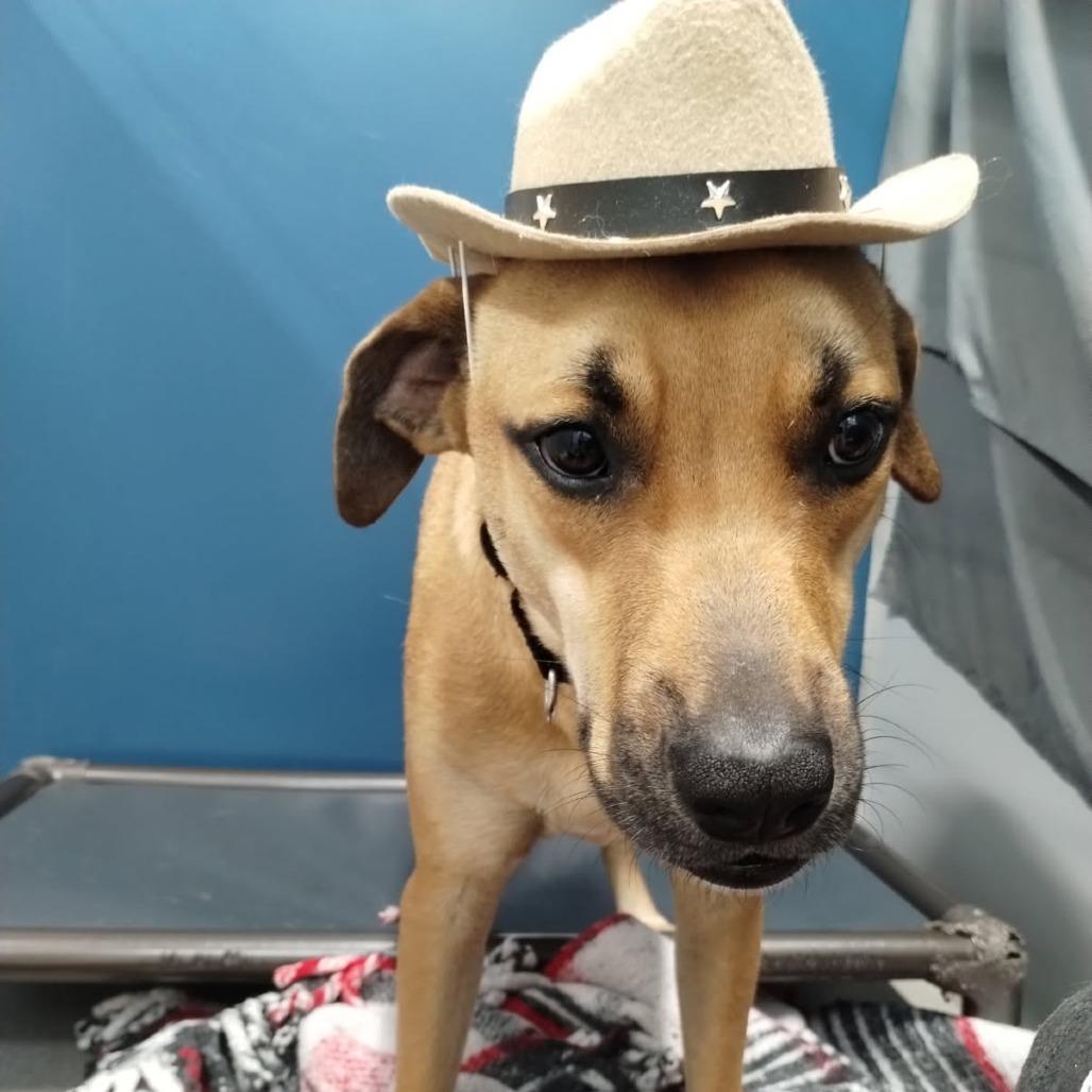 Purdue, Adoptable, Adult Male Black Mouth Cur.