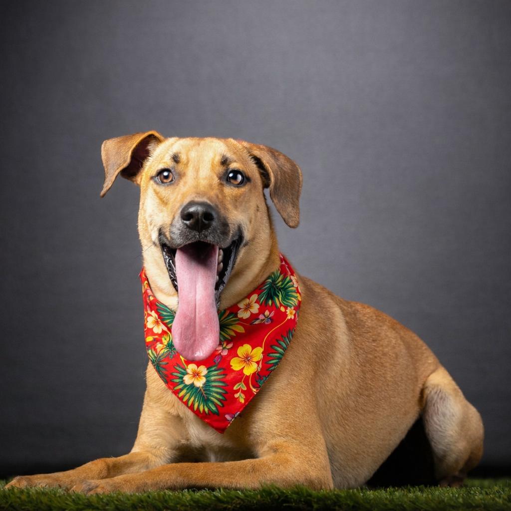 Enlarge Purdue, a Adoptable mixed breed in Jupiter, FL image 2/6