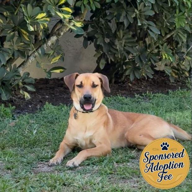 Enlarge Purdue, a Adoptable mixed breed in Jupiter, FL image 3/6
