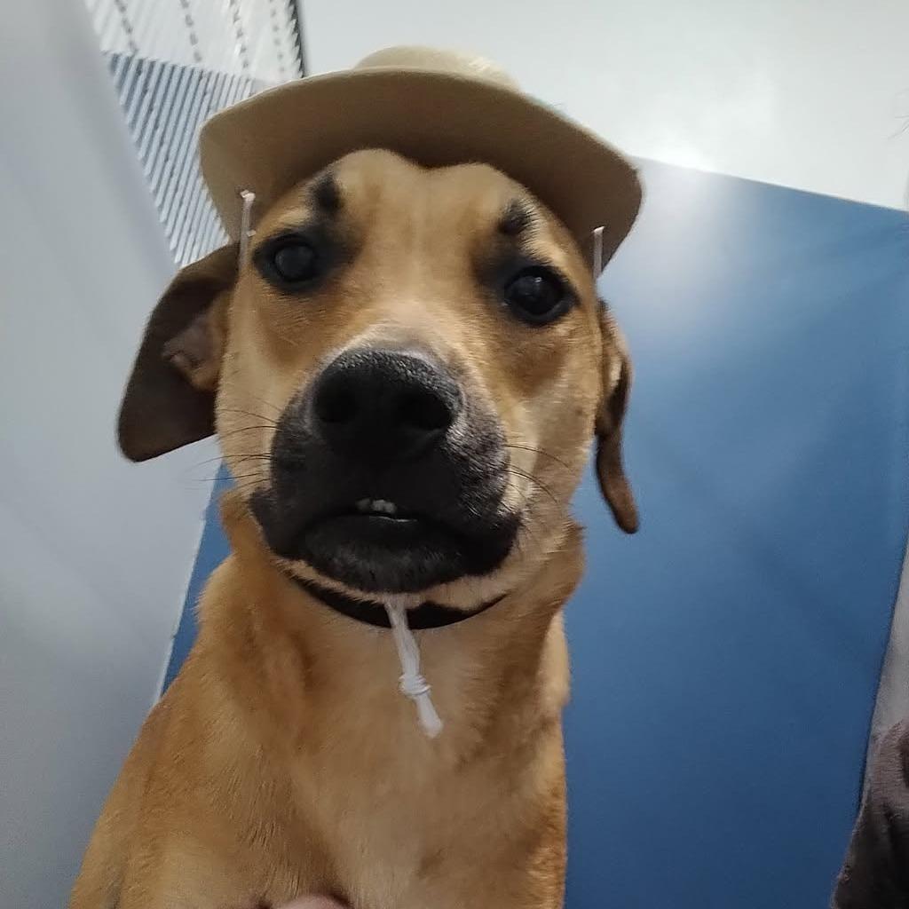 Enlarge Purdue, a Adoptable mixed breed in Jupiter, FL image 4/6