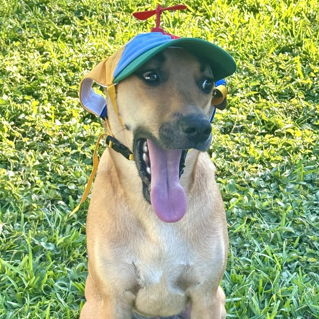 Enlarge Purdue, a Adoptable mixed breed in Jupiter, FL image 5/6