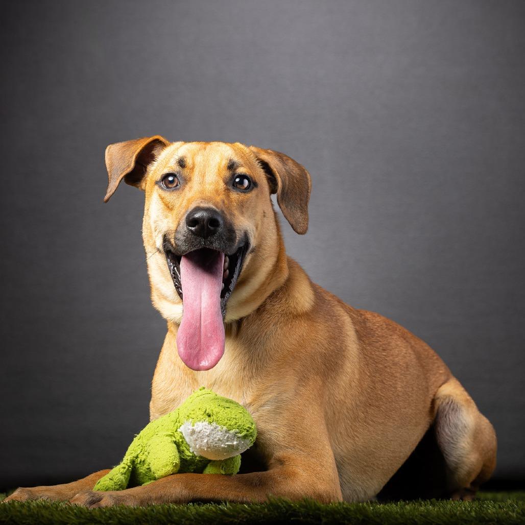 Enlarge Purdue, a Adoptable mixed breed in Jupiter, FL image 6/6