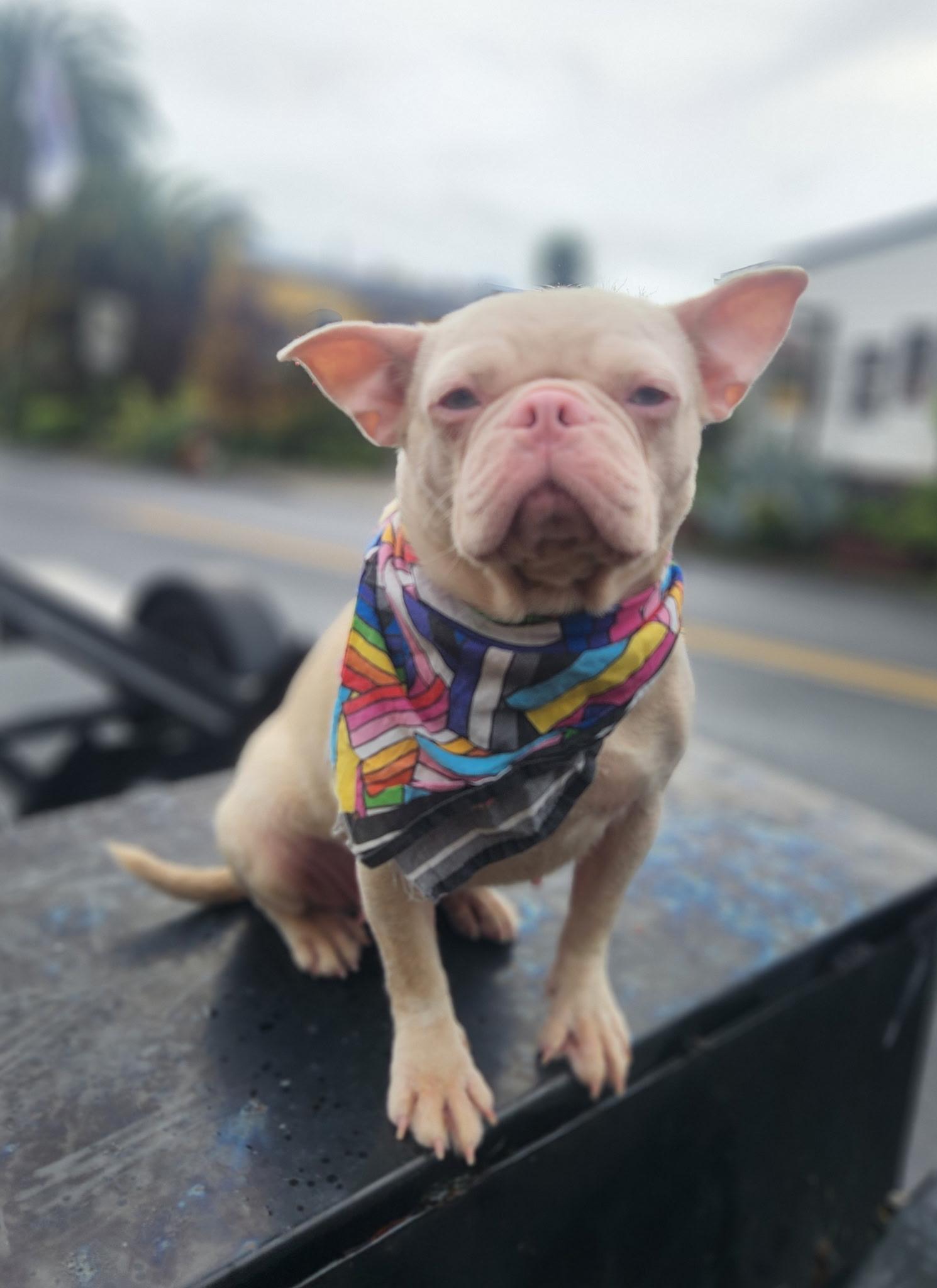 Enlarge Piggy , an adopted French Bulldog in Hayward, CA image 4/6
