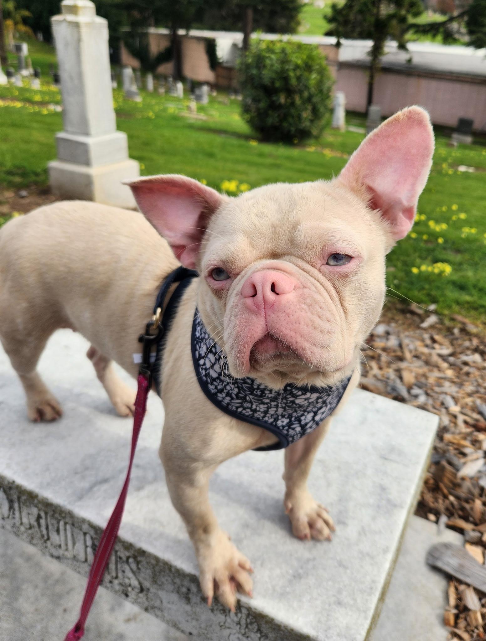 Enlarge Piggy , an adopted French Bulldog in Hayward, CA image 5/6