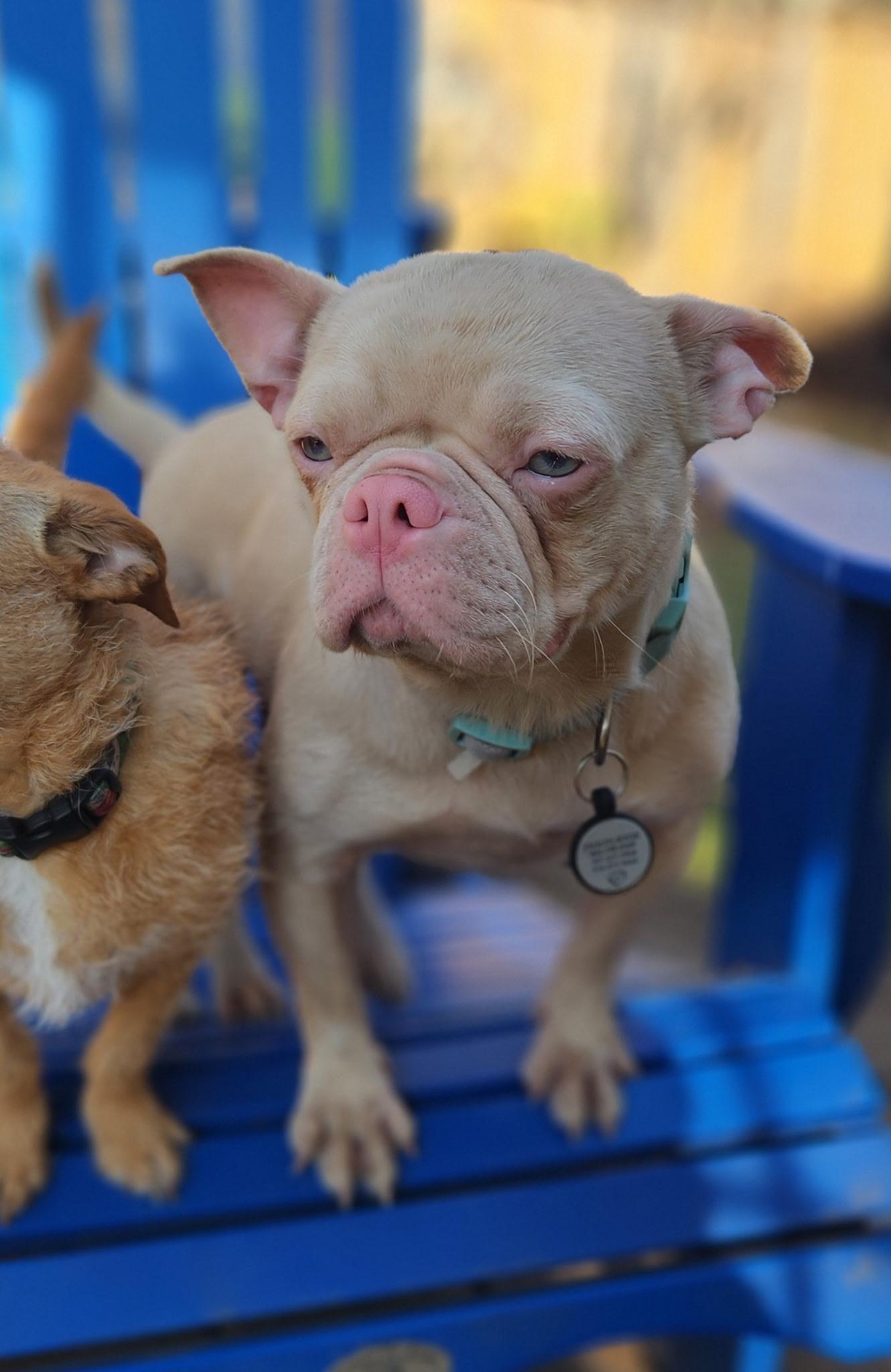 Enlarge Piggy , an adopted French Bulldog in Hayward, CA image 6/6