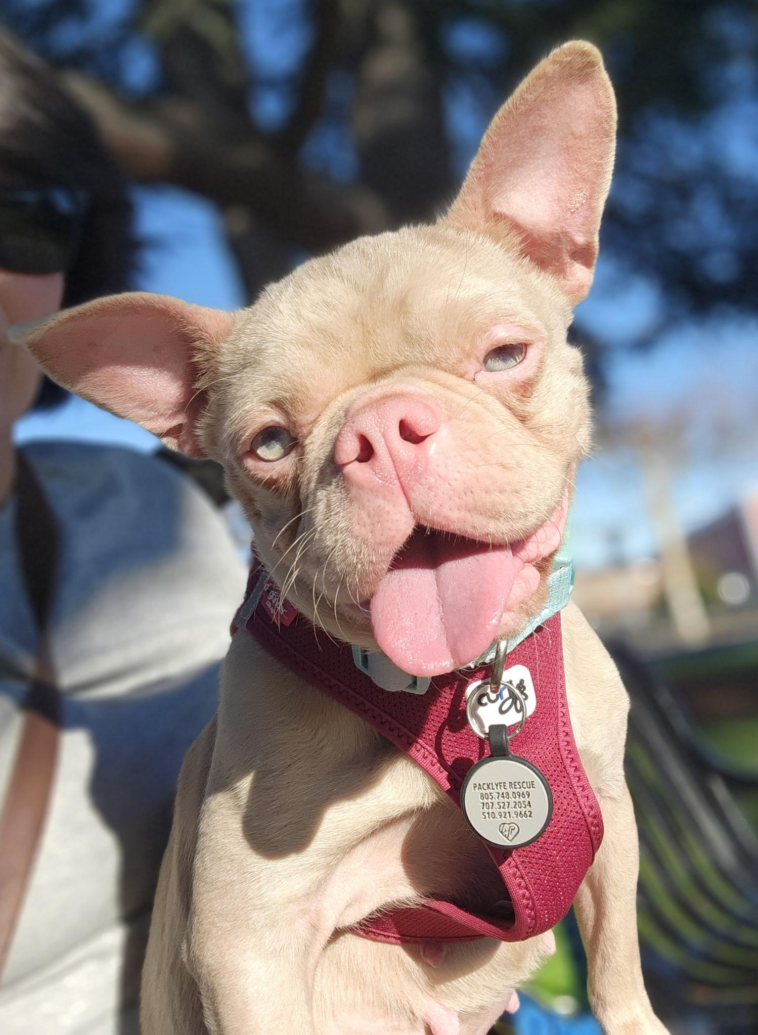 Enlarge Piggy , an adopted French Bulldog in Hayward, CA image 1/6