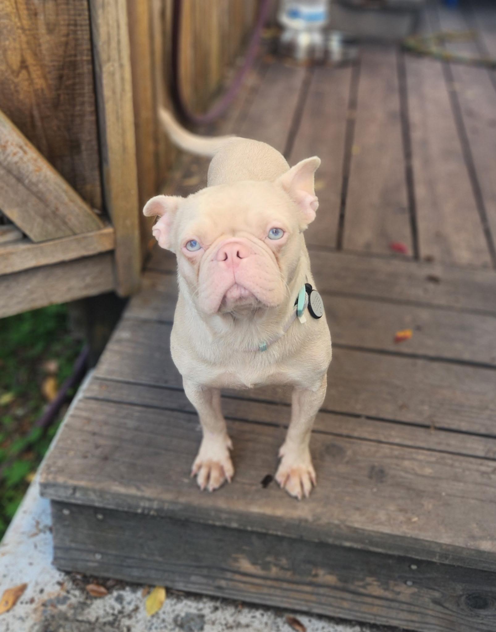 Piggy — thumbnail 5