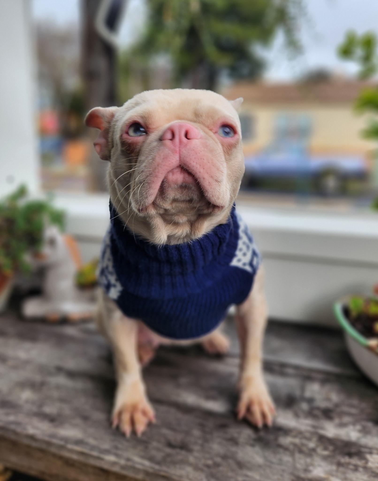 Enlarge Piggy , an adopted French Bulldog in Hayward, CA image 3/6