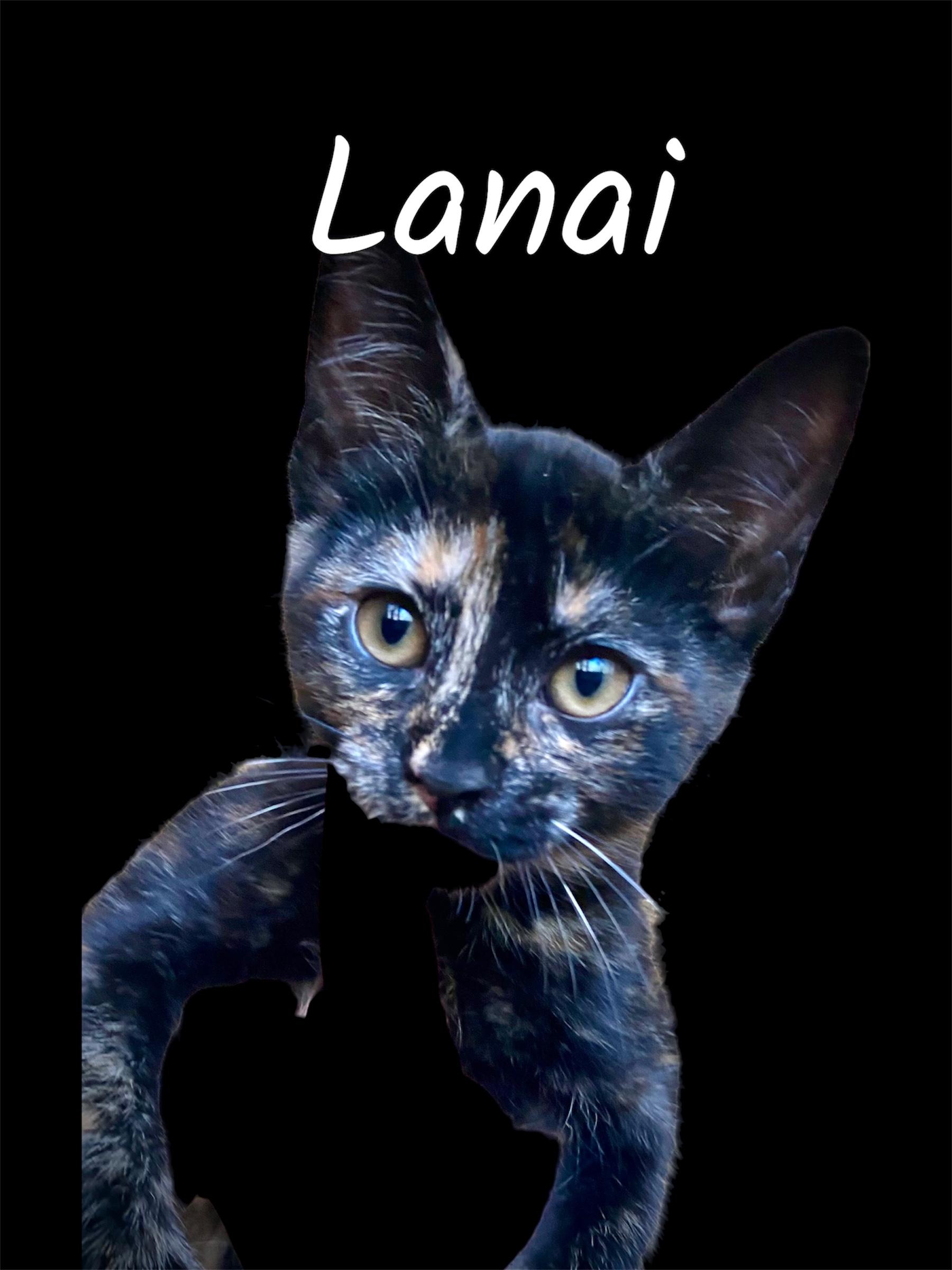 Lanai, adopted, Kitten Female Domestic Short Hair.