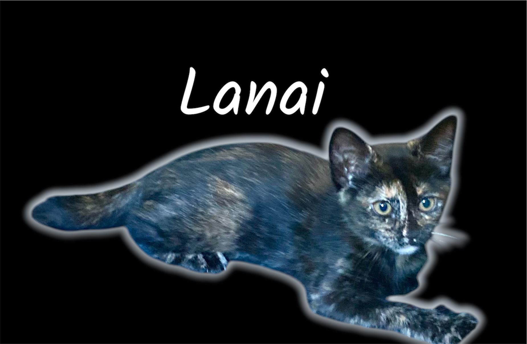 Lanai, an adopted Domestic Short Hair in Auburn, CA image 2/2