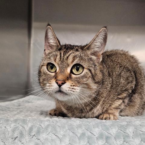 Enlarge COUGAR, a Adoptable Domestic Short Hair in Clinton Township, MI image 1/1