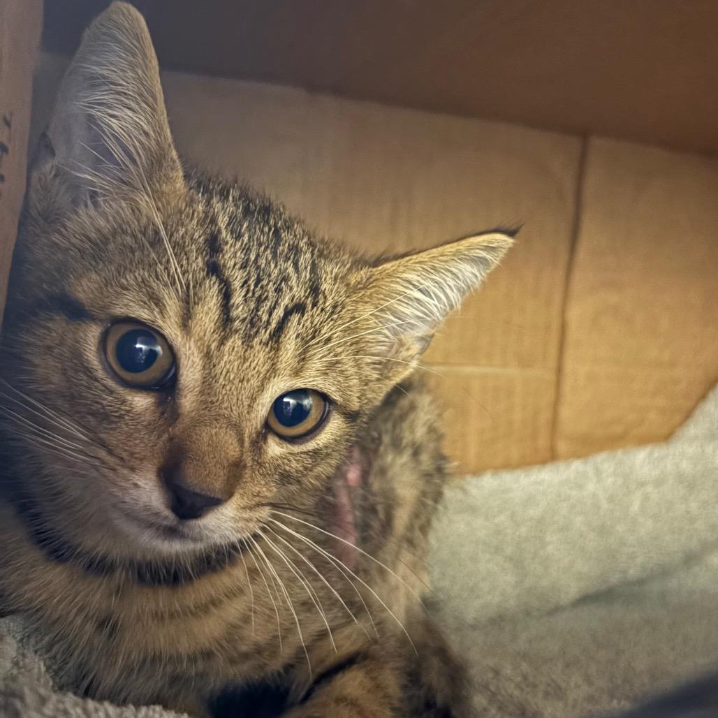 Montgomery, Adoptable, Young Male Domestic Short Hair.