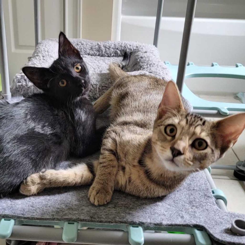 Enlarge Montgomery, a Adoptable Domestic Short Hair in Valdosta , GA image 2/3