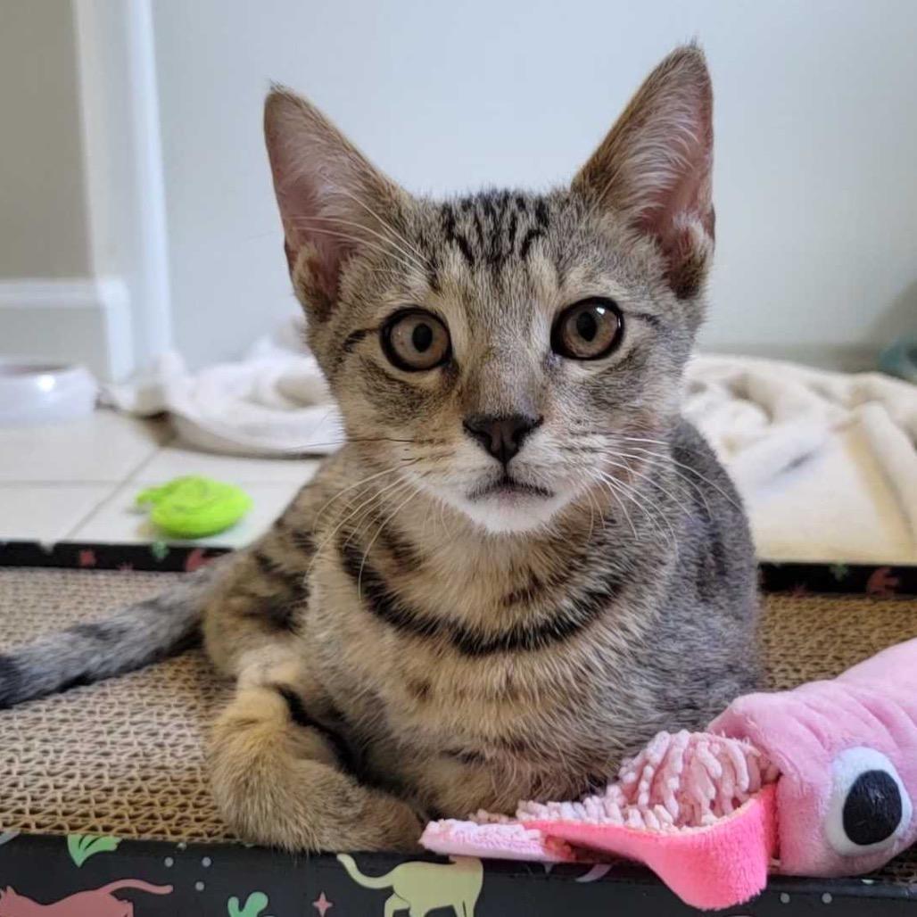 Enlarge Montgomery, a Adoptable Domestic Short Hair in Valdosta , GA image 3/3