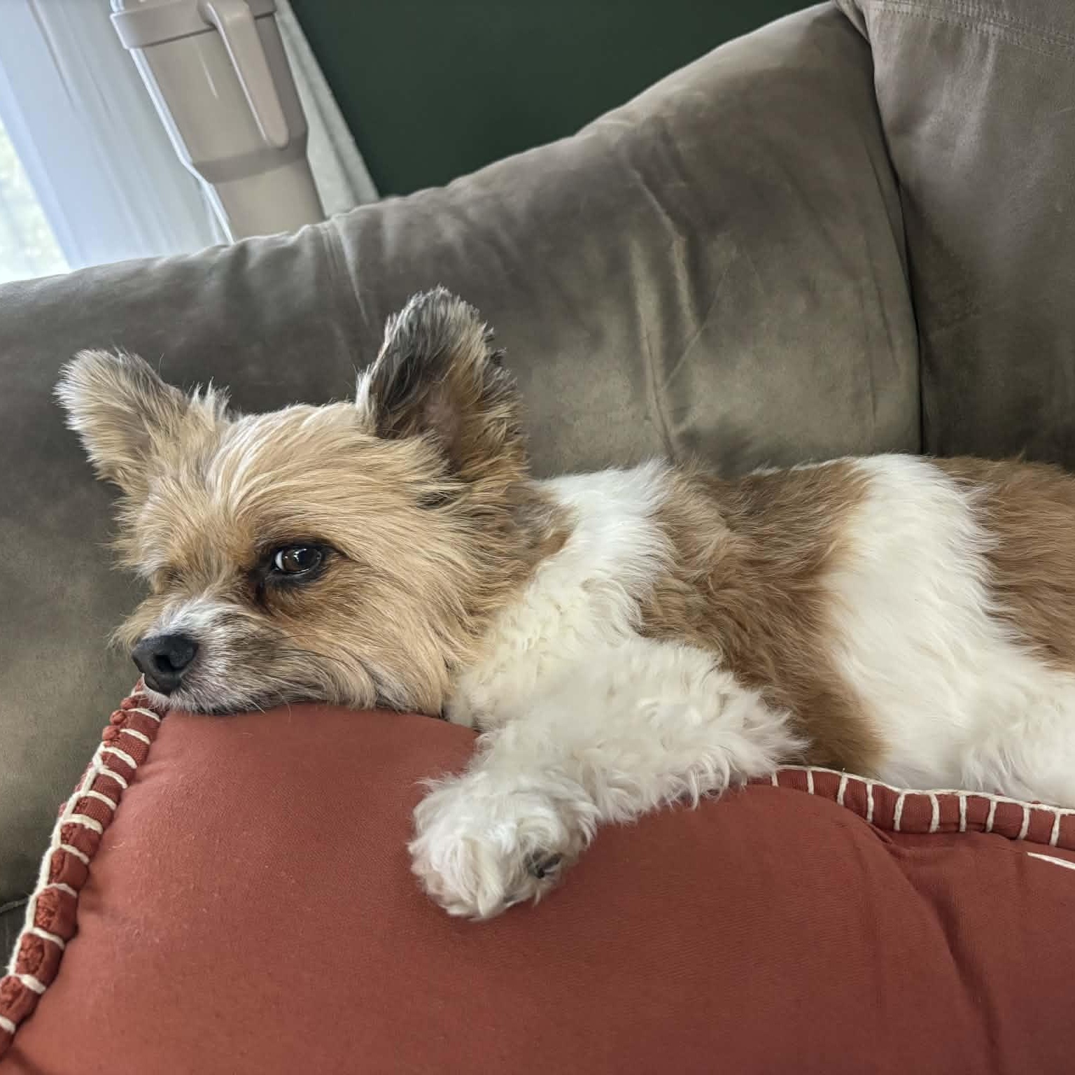 Chico, an adopted Chorkie in Archbold , OH image 5/5