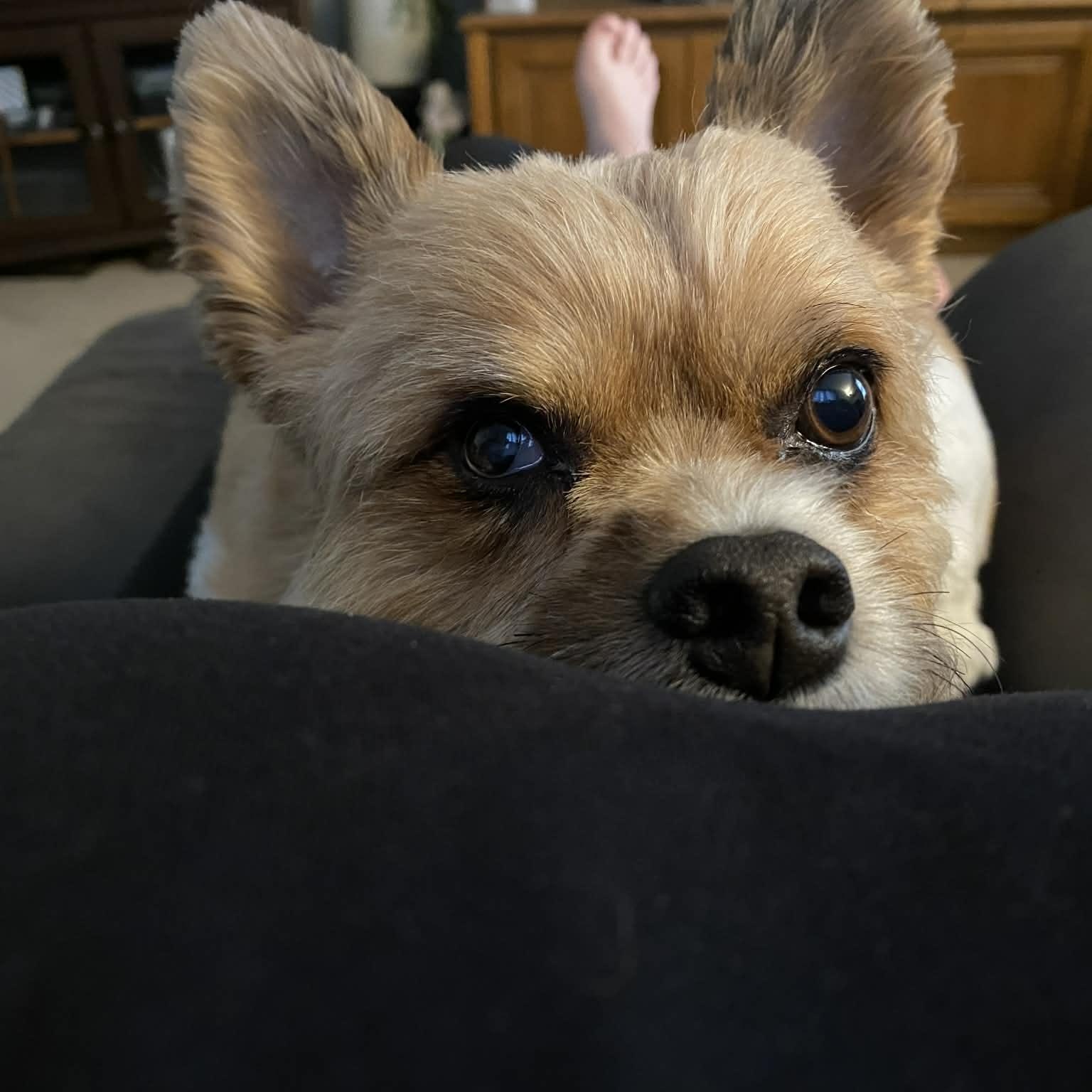 Chico, an adopted Chorkie in Archbold , OH image 2/5