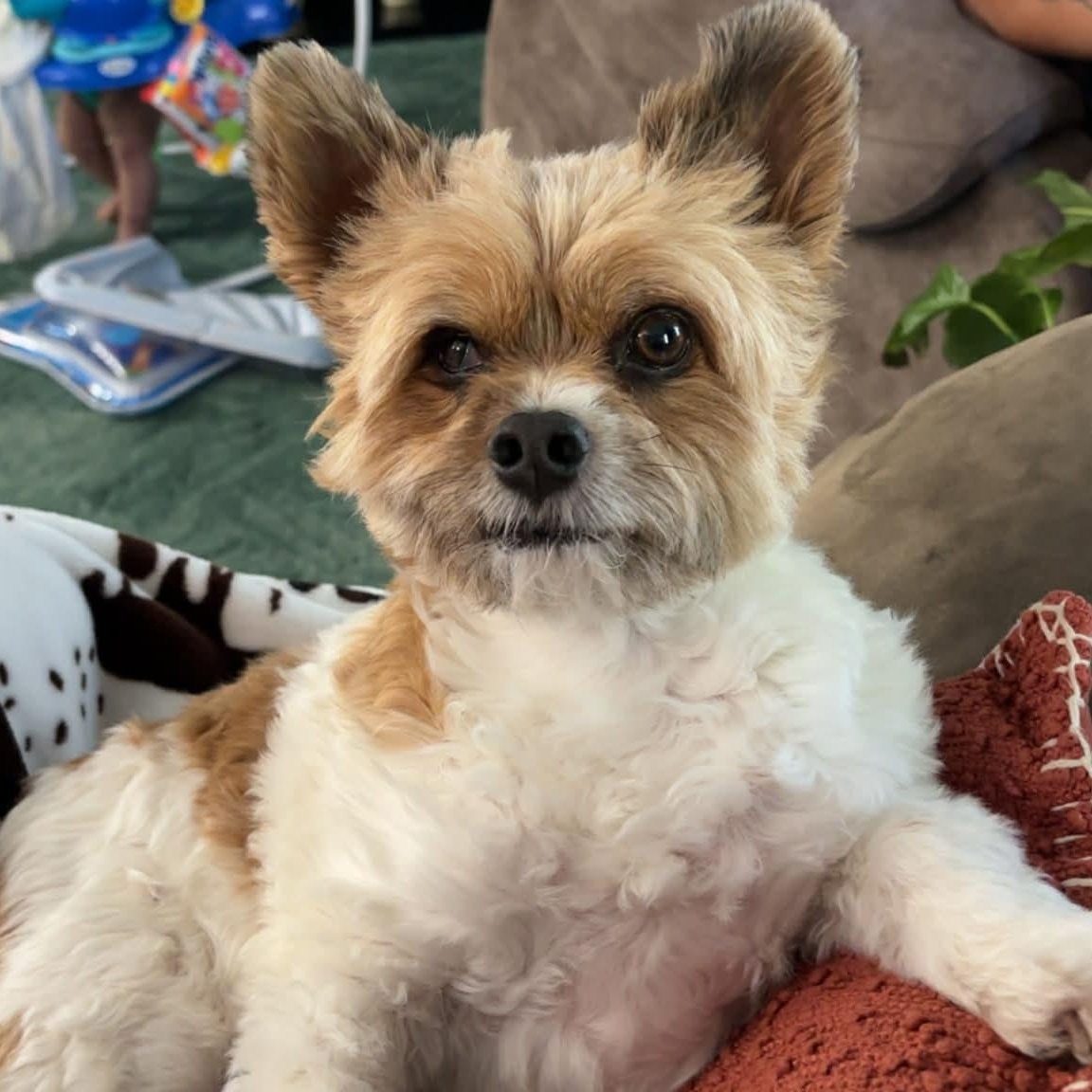Chico, an adopted Chorkie in Archbold , OH image 1/5