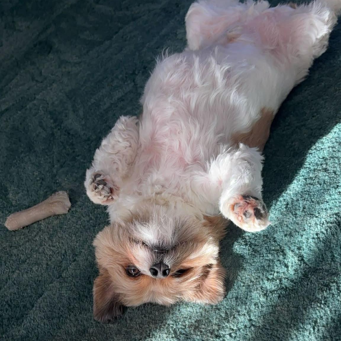 Chico, an adopted Chorkie in Archbold , OH image 3/5