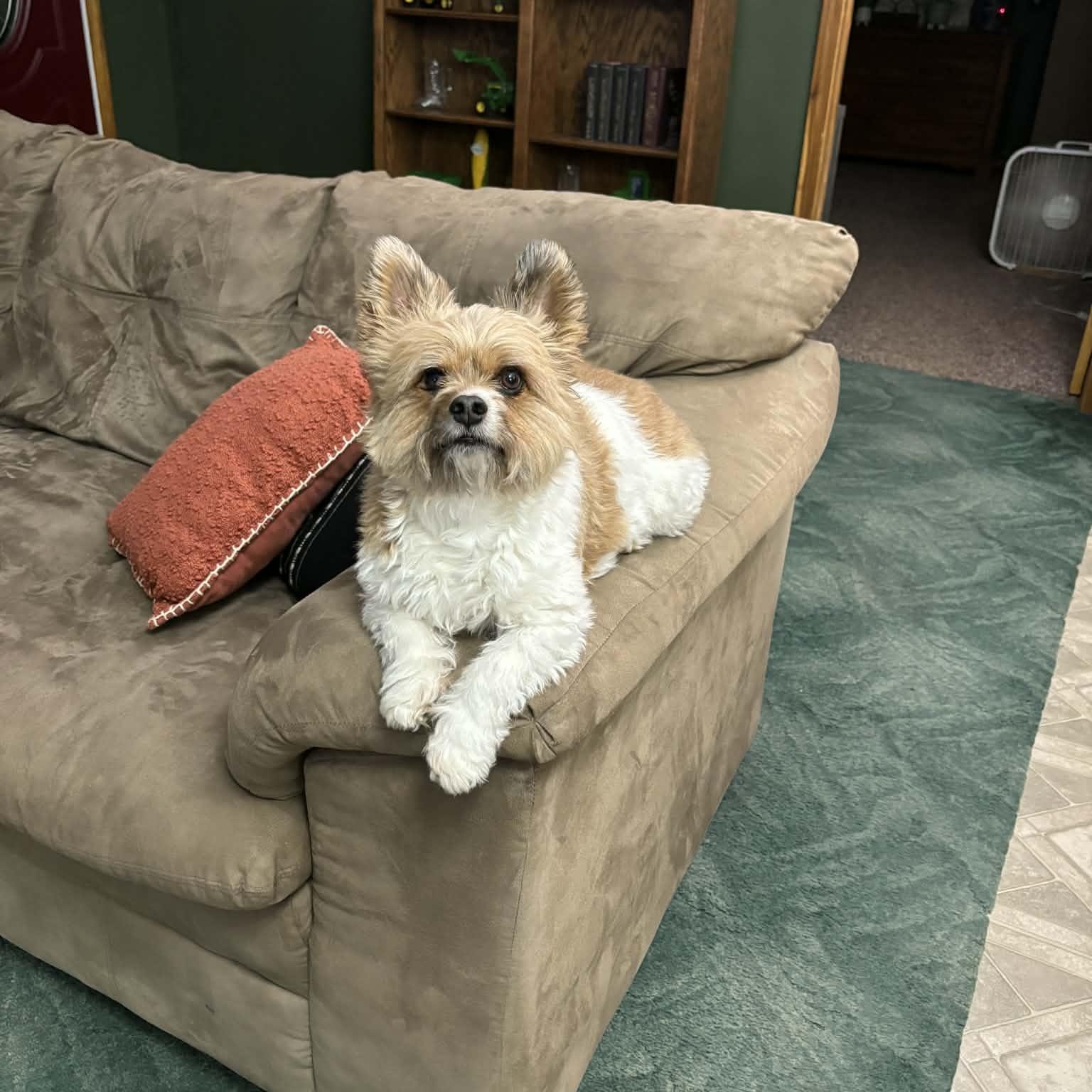 Chico, an adopted Chorkie in Archbold , OH image 4/5