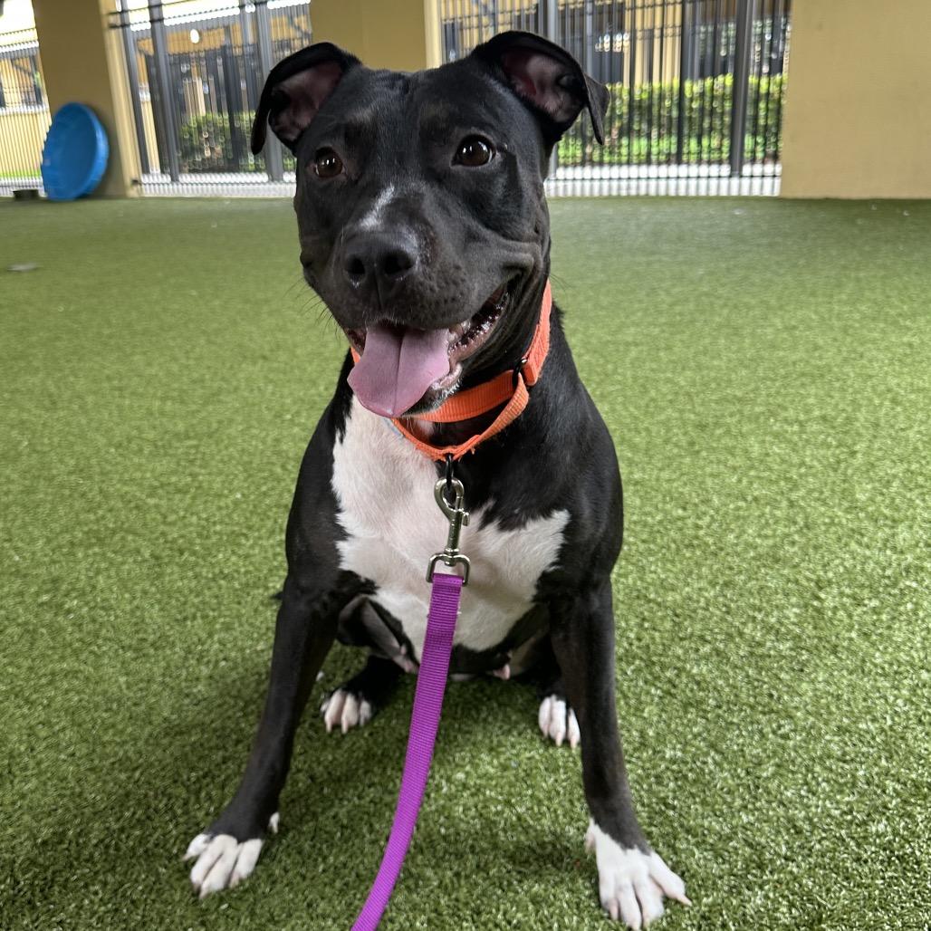 Hillary, Adoptable, Adult Female Mixed Breed.