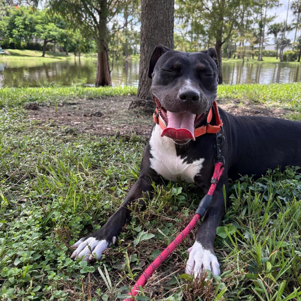 Enlarge Hillary, a Adoptable Mixed Breed in West Palm Beach, FL image 2/6