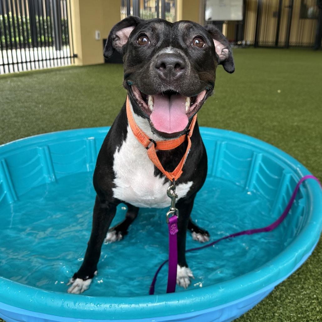 Enlarge Hillary, a Adoptable Mixed Breed in West Palm Beach, FL image 3/6
