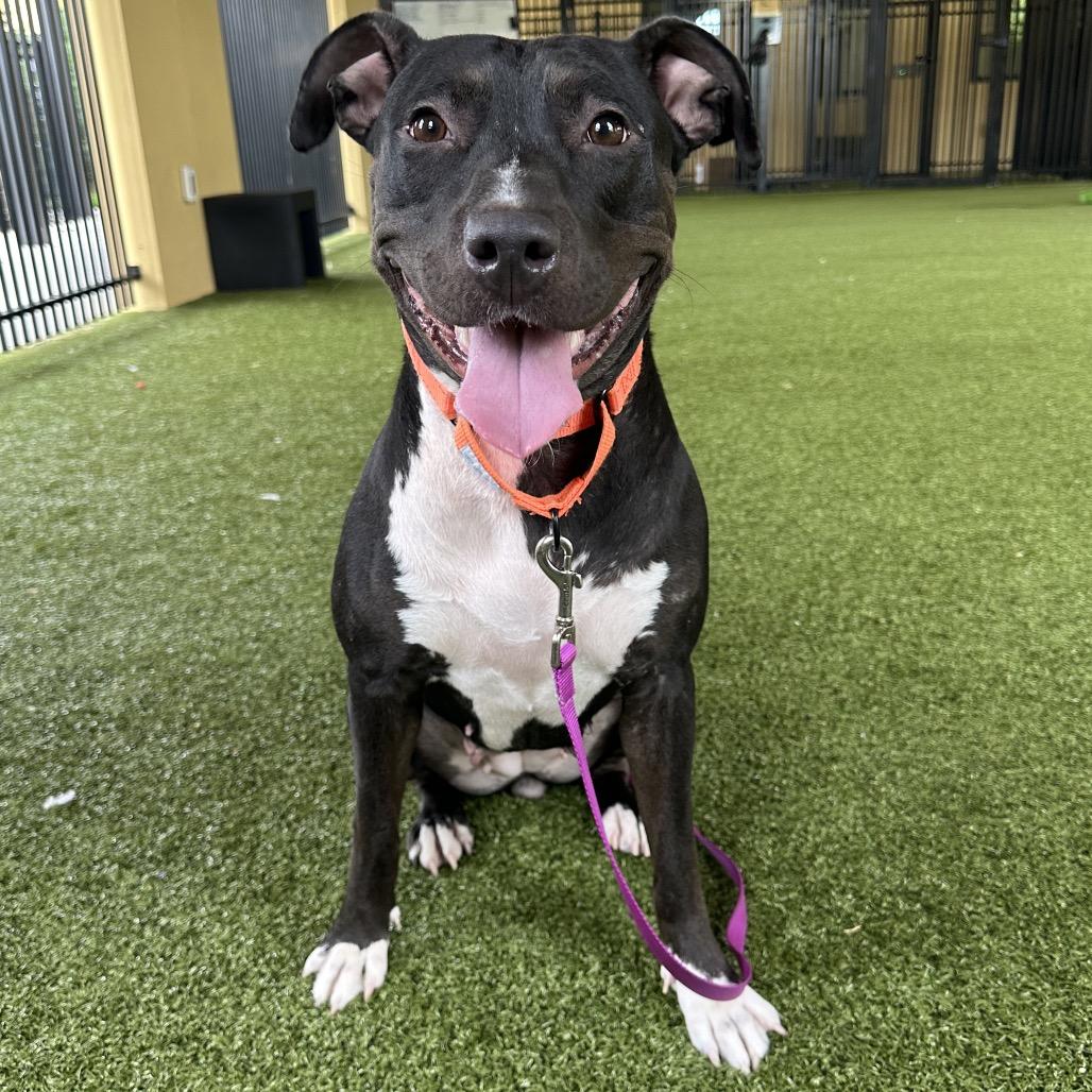 Enlarge Hillary, a Adoptable Mixed Breed in West Palm Beach, FL image 4/6