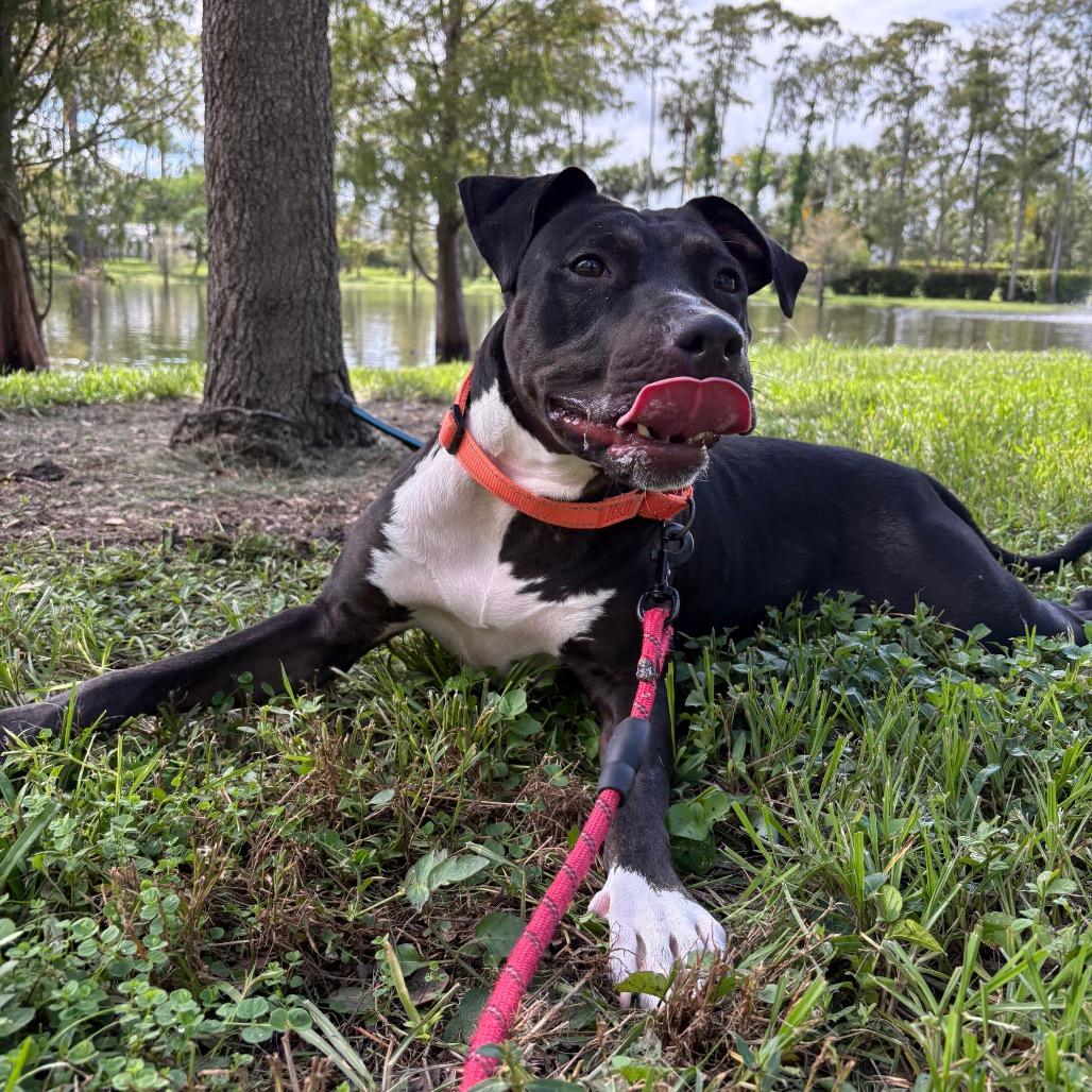 Enlarge Hillary, a Adoptable Mixed Breed in West Palm Beach, FL image 5/6