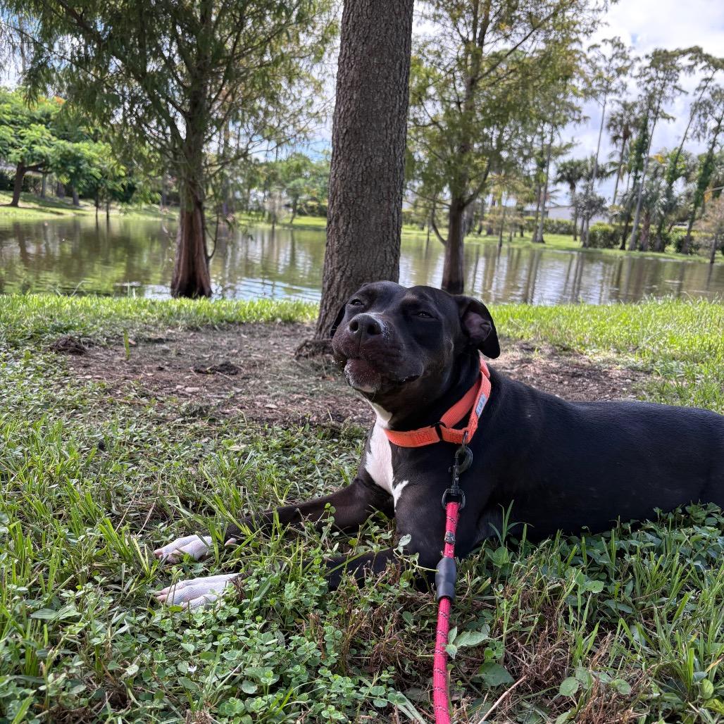 Enlarge Hillary, a Adoptable Mixed Breed in West Palm Beach, FL image 6/6