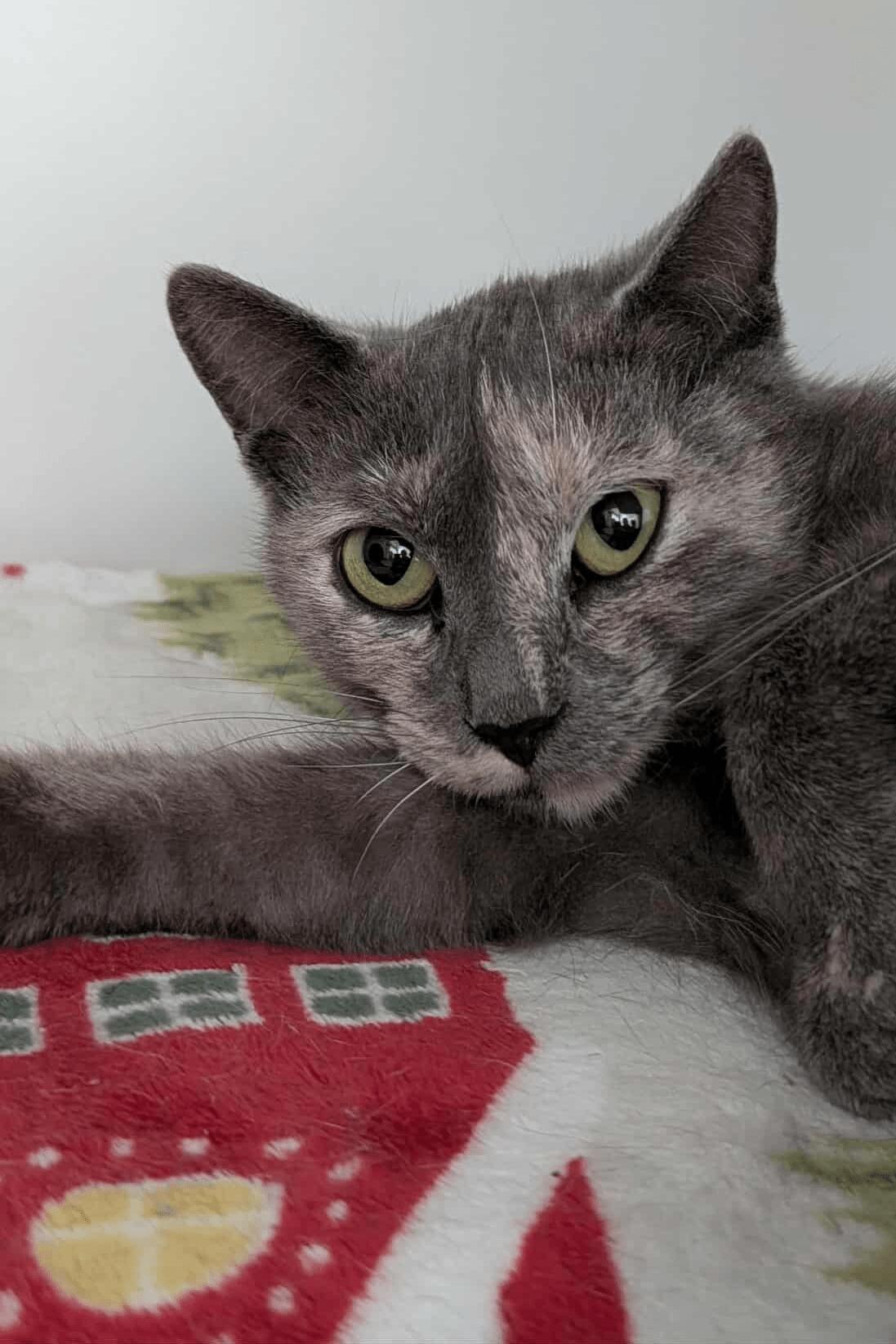 Enlarge Keria, a Adoptable Domestic Short Hair in Nepean, ON image 1/1