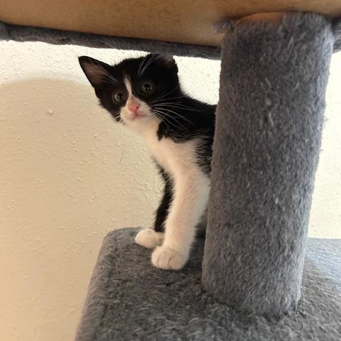 Enlarge Penguin, a Adoptable Domestic Short Hair in League City, TX image 1/6