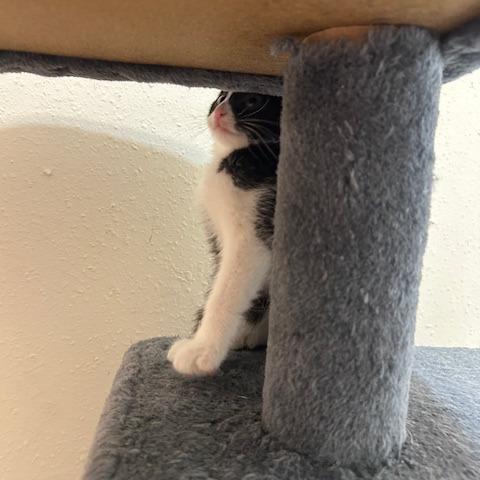 Enlarge Penguin, a Adoptable Domestic Short Hair in League City, TX image 2/6