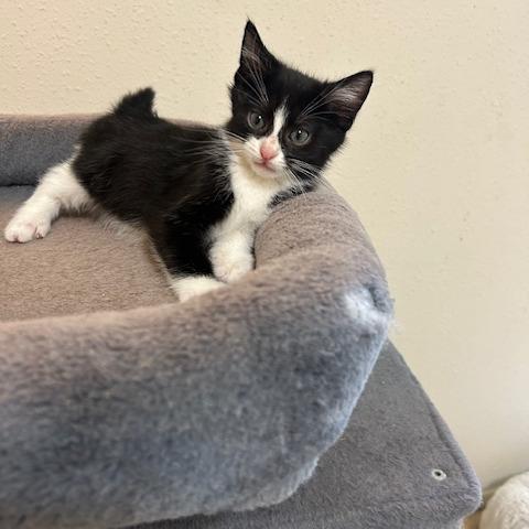 Enlarge Penguin, a Adoptable Domestic Short Hair in League City, TX image 3/6