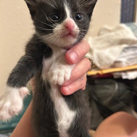 Enlarge Penguin, a Adoptable Domestic Short Hair in League City, TX image 4/6