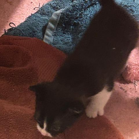 Enlarge Penguin, a Adoptable Domestic Short Hair in League City, TX image 6/6