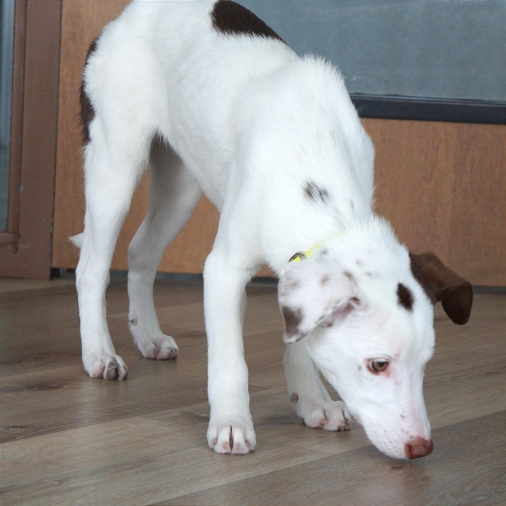 Lizzie — thumbnail 3