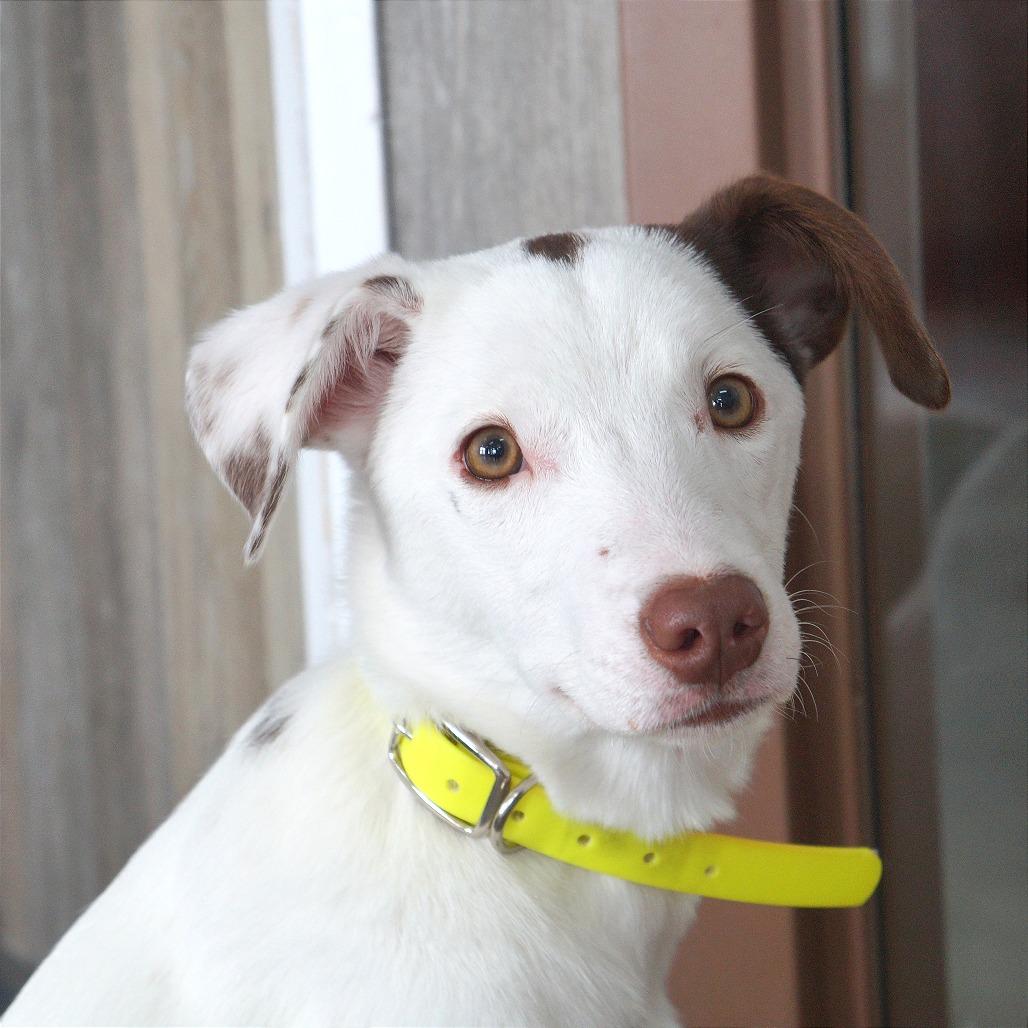 Lizzie — thumbnail 5