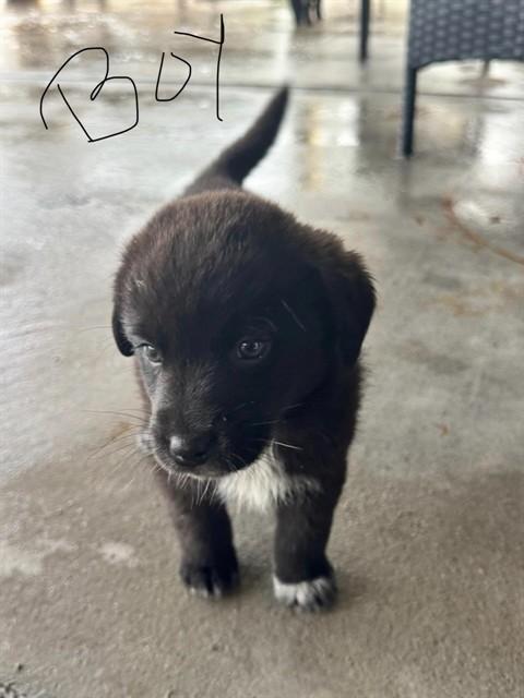 A053541, Adoptable, Puppy Male Labrador Retriever & Border Collie.