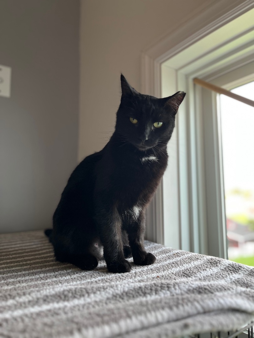 Enlarge Noelle, a Adopted Domestic Short Hair in Bridgeville, PA image 1/12