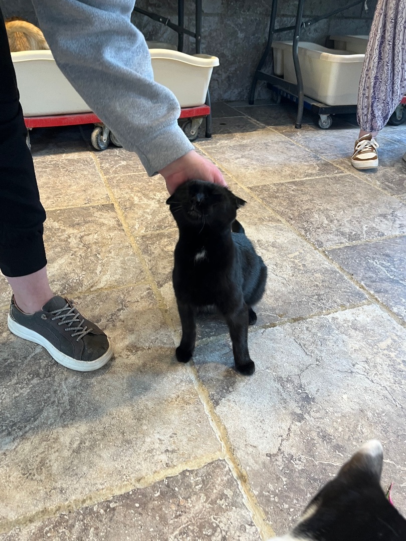 Enlarge Noelle, a Adopted Domestic Short Hair in Bridgeville, PA image 2/12