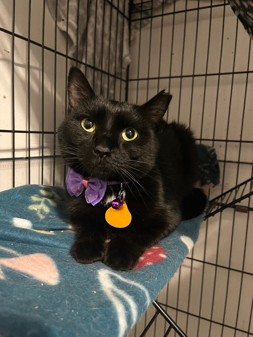 Enlarge Noelle, a Adopted Domestic Short Hair in Bridgeville, PA image 3/12