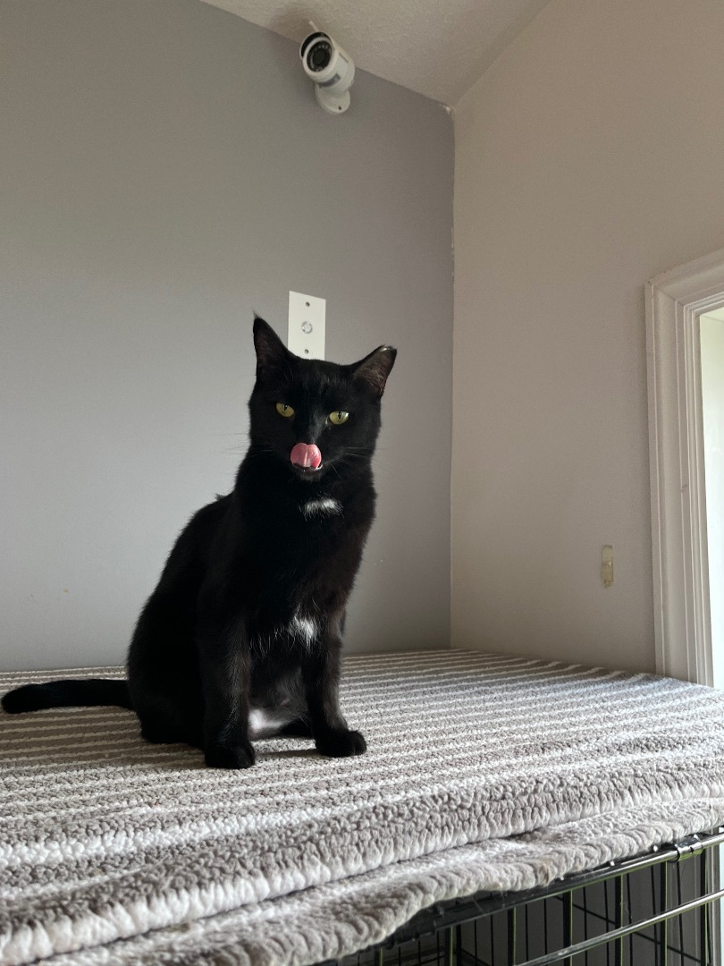 Enlarge Noelle, a Adopted Domestic Short Hair in Bridgeville, PA image 4/12