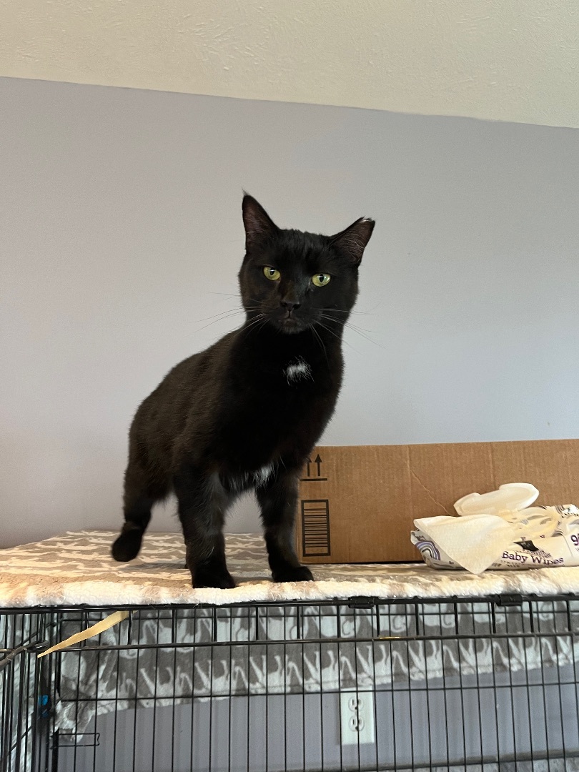 Enlarge Noelle, a Adopted Domestic Short Hair in Bridgeville, PA image 5/12