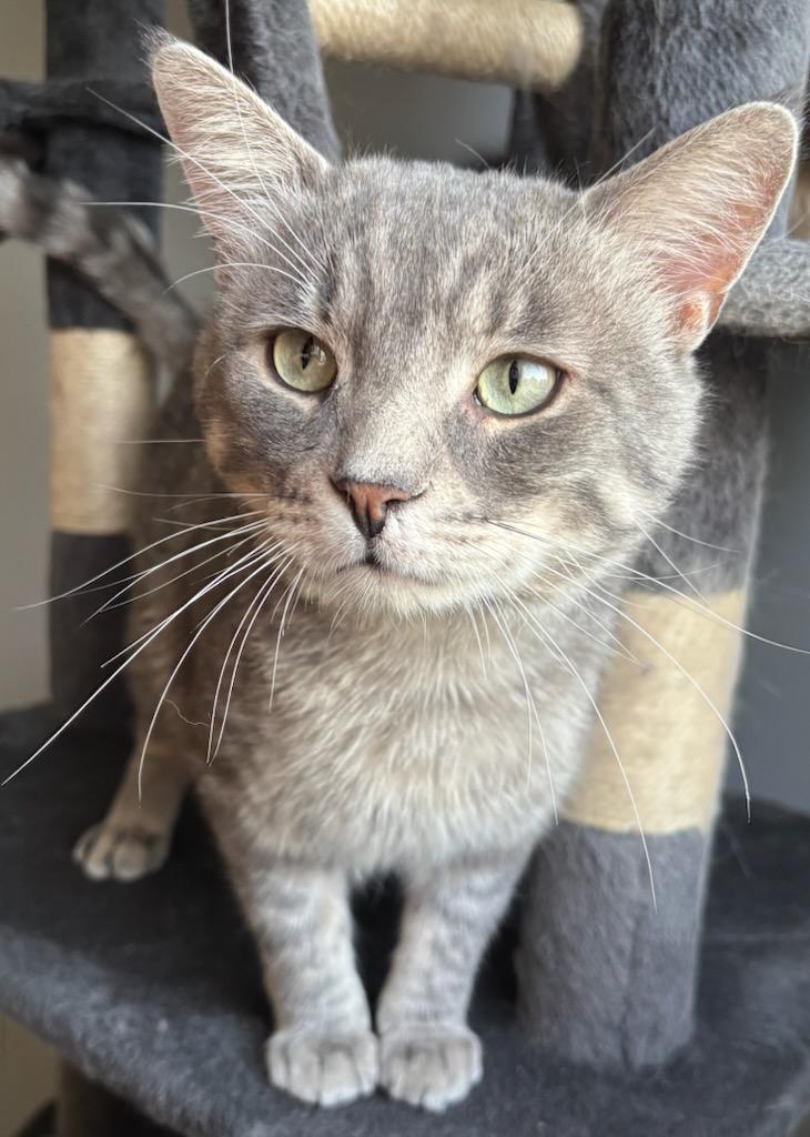 Finn, an adopted mixed breed in Richmond Hill, ON image 4/5