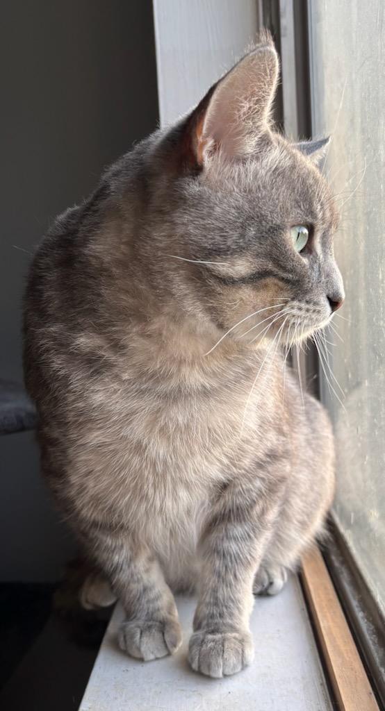 Finn, an adopted mixed breed in Richmond Hill, ON image 3/5