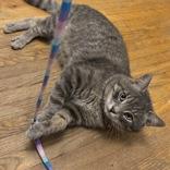 Finn, adopted, Adult Male Domestic Short Hair.